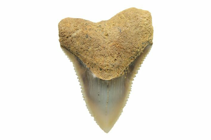 Fossil Bull Shark Tooth (Carcharhinus) - Angola #259494